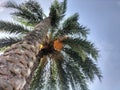Dates, popularly known as Ã¢â¬ÅkhajoorÃ¢â¬Â in India, are the fruit of date palm trees